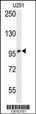 Anti-ZNF197 (N-term) Antibody