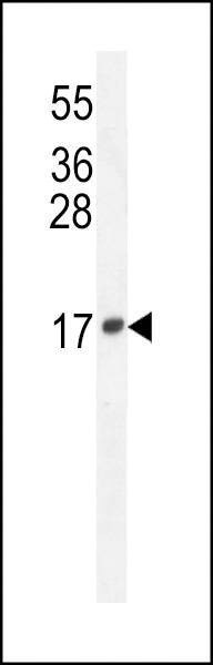 Anti-LCN10 (Center) Antibody