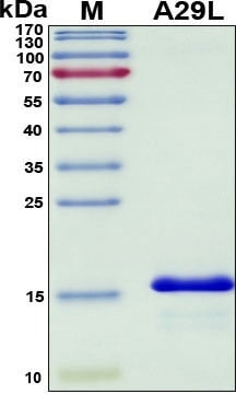 Recombinant Monkeypox Virus IMV Surface Membrane 14-kDa Fusion Protein, A29L