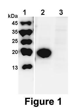 Recombinant Human HE4 Protein, HEK293 Lysate