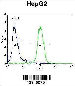 Anti-S100Z (N-term) Antibody