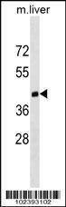 Anti-Dnmt3L Antibody
