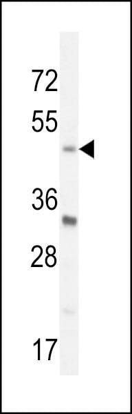 Anti-BHLHE40 (N-term) Antibody