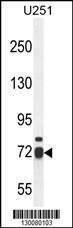 Anti-WDR76 (C-term) Antibody