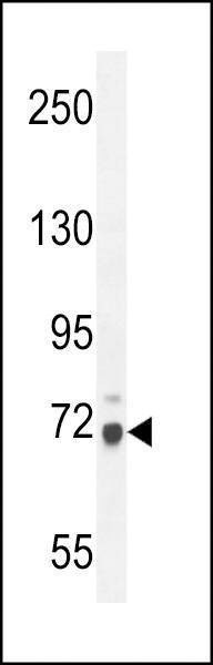 Anti-WDR76 (C-term) Antibody