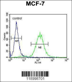 Anti-CES2 (Center) Antibody