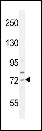 Anti-SREBF2 (Center) Antibody
