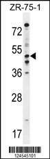 Anti-PDE7B (C-term) Antibody