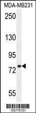 Anti-SORBS1 (Center) Antibody