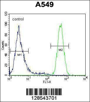 Anti-EPAS1 (N-term) Antibody