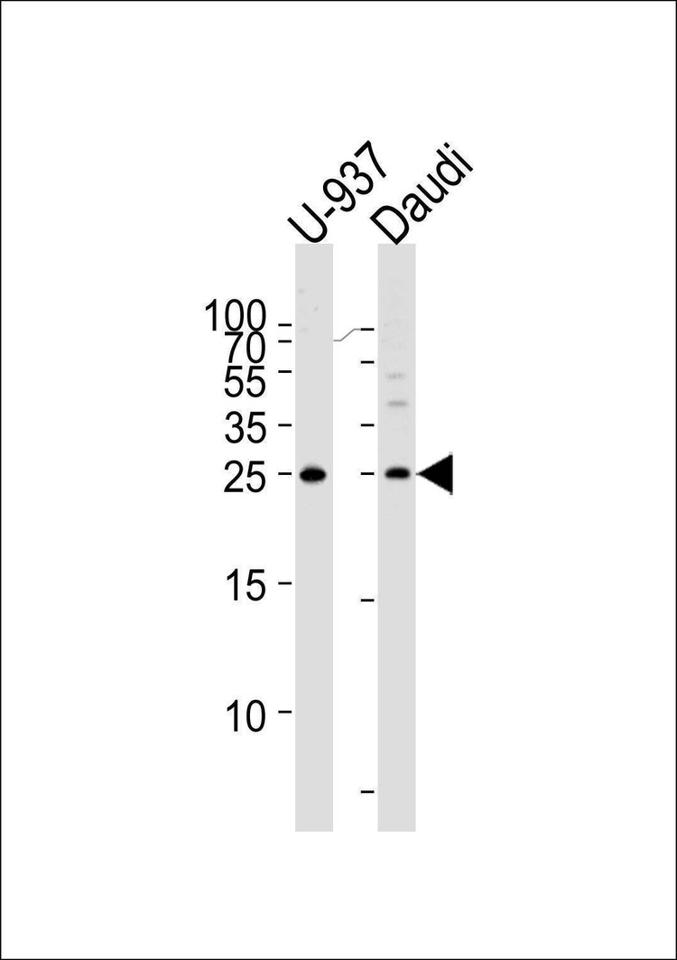 Anti-CD37 (Center) Antibody