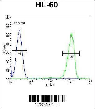 Anti-ENTPD3 (C-term) Antibody