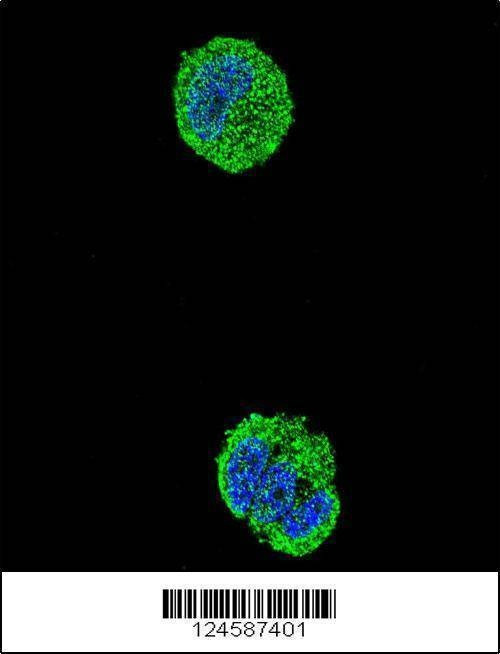 Anti-ETS1 (N-term) Antibody