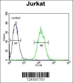 Anti-ETS1 (N-term) Antibody