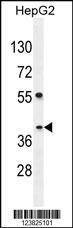 Anti-SEC13 (Center) Antibody