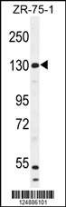 Anti-WWC1 (N-term) Antibody