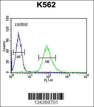 Anti-ARHGAP17 (N-term) Antibody