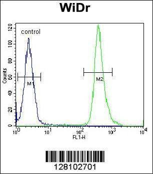 Anti-ZC4H2 (C-term) Antibody