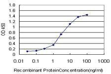Anti-ATOX1 Antibody
