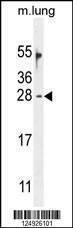 Anti-OAZ2 (C-term) Antibody