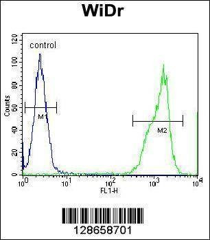 Anti-RT4I1 (C-term) Antibody