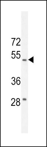 Anti-RT4I1 (C-term) Antibody