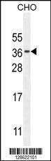 Anti-CK073 (N-term) Antibody