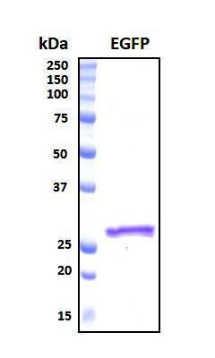 Recombinant Enhanced Green Fluorescent Protein (EGFP), Biotinylated
