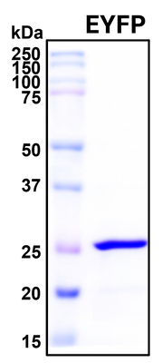 Recombinant Enhanced Yellow Fluorescent Protein (EYFP), Biotinylated