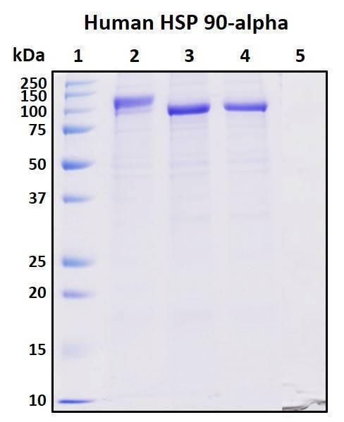 Recombinant Human HSP 90-alpha Protein