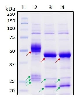 Recombinant SARS-CoV-2 Nucleocapsid Protein, Biotinylated