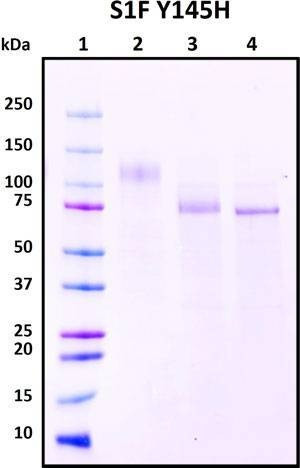 Recombinant SARS-CoV-2 Spike S1 Subunit Protein (full length) with Y145H Mutant