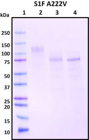 Recombinant SARS-CoV-2 Spike S1 Subunit Protein (full length) with A222V Mutant