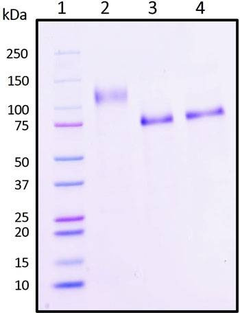 Recombinant SARS-CoV-2 Spike S1 Subunit Protein (full length) with Y145H/A222V Mutant