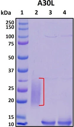 Recombinant Monkeypox Virus Envelope protein A28 homolog, A30L
