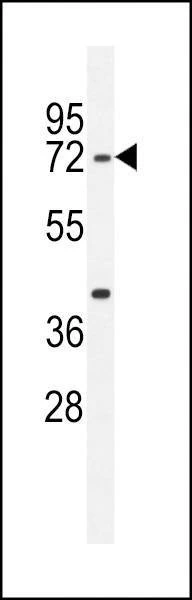 Anti-SRAC1 (C-term) Antibody