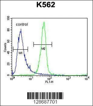 Anti-ANR52 (N-term) Antibody