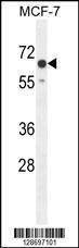 Anti-CO027 (C-term) Antibody
