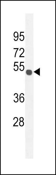 Anti-CO027 (C-term) Antibody