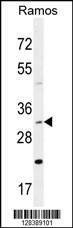 Anti-DNAJB13 (Center) Antibody