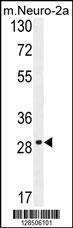 Anti-OR9Q1 (C-term) Antibody