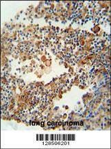 Anti-OR9Q1 (C-term) Antibody