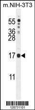 Anti-IQCJ (C-term) Antibody