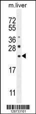 Anti-CLEC2L (N-term) Antibody