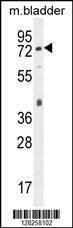 Anti-M CD31 (C-term) Antibody