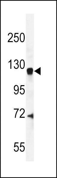Anti-CENTG1 (C-term) Antibody
