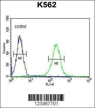 Anti-KIAA1324L (N-term) Antibody