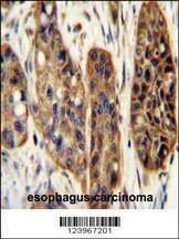Anti-KIAA1324L (N-term) Antibody