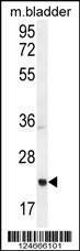 Anti-ASCL2 (N-term) Antibody