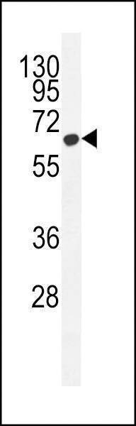 Anti-ZC12A (Center) Antibody